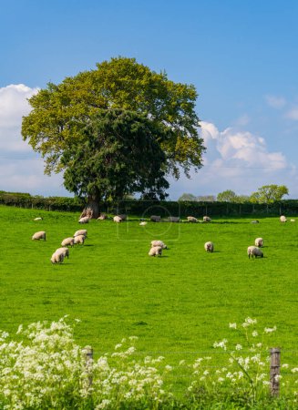 Photo for Flock of sheep and lambs grazing in grassland and meadows near Welsh Frankton in Shropshire - Royalty Free Image