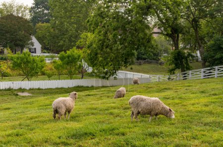 Photo for Sheep grazing in traditional white fenced meadow in Williamsburg Virginia - Royalty Free Image