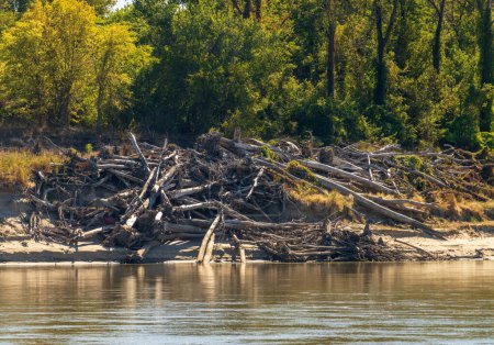 Téléchargez les photos : Les faibles niveaux d'eau du cours inférieur du Mississippi exposent les bancs de sable et les tas de troncs d'arbres échoués sur le chenal étroit de la rivière. - en image libre de droit