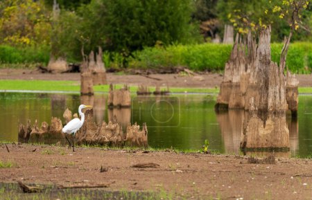 Foto de Pájaro grulla caminando a orillas del río por los tocones de la tala de cipreses calvos en aguas tranquilas de la cuenca de Atchafalaya cerca de Baton Rouge Louisiana - Imagen libre de derechos