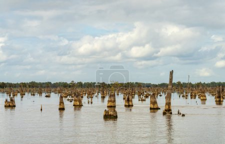 Photo for Stumps from felling of bald cypress trees in the past seen in calm waters of the bayou of Atchafalaya Basin near Baton Rouge Louisiana - Royalty Free Image