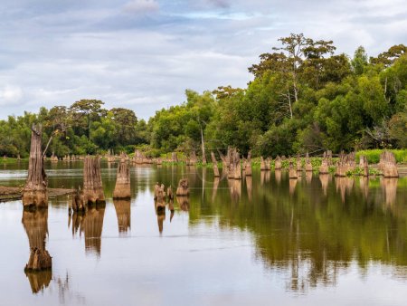 Stumps from felling of bald cypress trees in the past seen in calm waters of the bayou of Atchafalaya Basin near Baton Rouge Louisiana