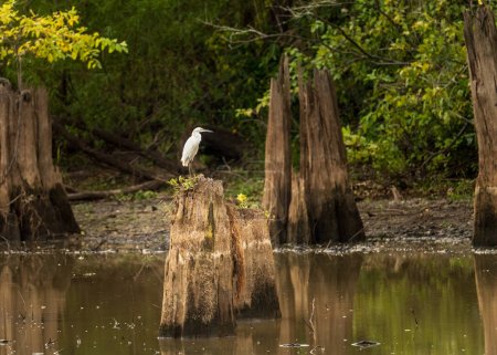 Foto de Pájaro grulla encaramado en tocones de la tala de cipreses calvos en aguas tranquilas de la cuenca de Atchafalaya cerca de Baton Rouge Louisiana - Imagen libre de derechos