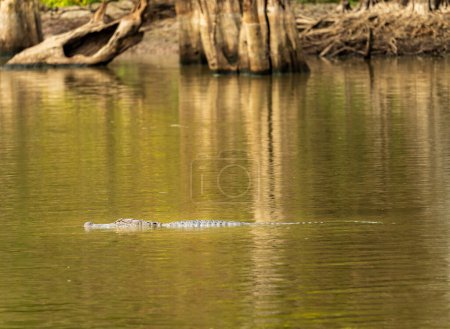 Photo for American alligator in profile in the calm waters of Atchafalaya delta with eyes and snout visible in ripples - Royalty Free Image
