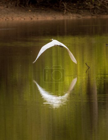 Photo for Great Egret bird flying and reflected in calm waters of Atchafalaya Basin near Baton Rouge Louisiana - Royalty Free Image