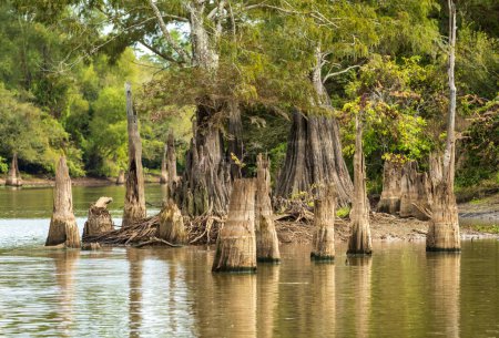 Photo for Stumps from felling of bald cypress trees in the past seen in calm waters of the bayou of Atchafalaya Basin near Baton Rouge Louisiana - Royalty Free Image