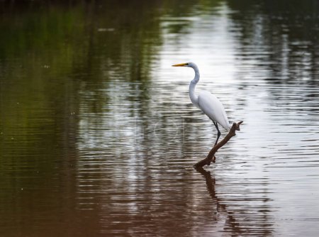 Photo for Great Egret bird perched on stumps from felling of bald cypress trees in calm waters of Atchafalaya Basin near Baton Rouge Louisiana - Royalty Free Image