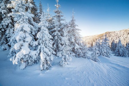 Photo for Majestic winter trees glowing by sunlight. Picturesque and gorgeous wintry scene. Location place Carpathian national park, Ukraine, Europe. Alps ski resort. Beauty world. Blue toning. Happy New Year! - Royalty Free Image