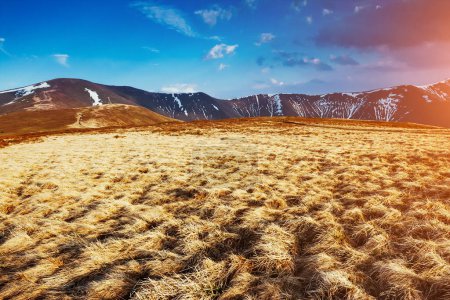 Photo for Nice view of the yellow dry grass which glowing by sunlight. Dramatic and picturesque scene. Location place Carpathian, Ukraine, Europe. Beauty world. Retro and vintage style. Instagram toning effect. - Royalty Free Image