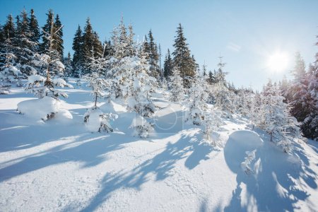 Photo for Majestic winter trees glowing by sunlight. Dramatic wintry scene. Place location Carpathian national park, Ukraine, Europe. Alps ski resort. Beauty world. Blue toning effect. Happy New Year! - Royalty Free Image
