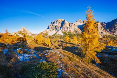 Photo for Bright yellow larches glowing in the sunlight. Picturesque and gorgeous scene. Popular tourist attraction. Location place Dolomiti Alps, Cortina d'Ampezzo, Falzarego pass, Italy, Europe. Beauty world. - Royalty Free Image
