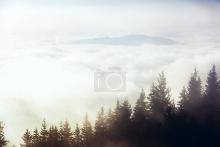 Photo for Morning fog covered the hills with spruces. Dramatic and gorgeous scene. Location Carpathian, Ukraine, Europe. Cross process filter, retro and vintage style. Instagram toning effect. Beauty world. - Royalty Free Image