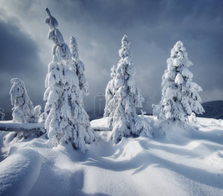 Photo for Magic white spruces glowing by sunlight. Picturesque and gorgeous wintry scene. Location place Carpathian national park, Ukraine, Europe. Alps ski resort. Blue toning. Happy New Year! Beauty world - Royalty Free Image