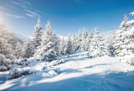 Photo for Majestic white spruces glowing by sunlight. Picturesque and gorgeous wintry scene. Location place Carpathian national park, Ukraine, Europe. Alps ski resort. Blue toning. Happy New Year! Beauty world. - Royalty Free Image