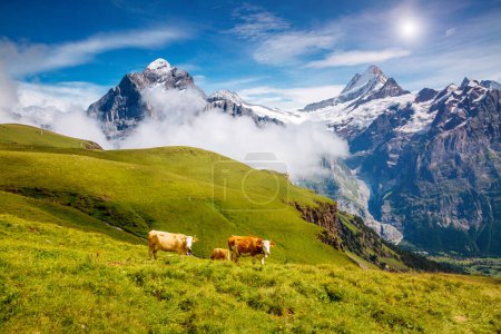 Foto de Las vacas pastan en colinas alpinas en rayos de sol. Pintoresca y hermosa escena del día. Lugar de ubicación Berner Oberland, Grindelwald, Suiza. Cuadro artístico. Descubre el mundo de la belleza
. - Imagen libre de derechos