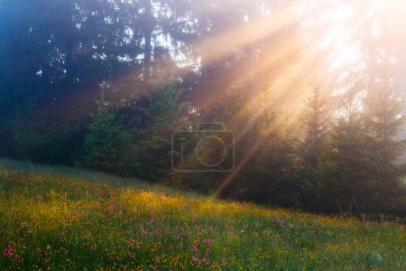 Photo for Vivid green hills in warm sunlight at twilight. Location place Carpathian, Ukraine, Europe. Dramatic and gorgeous morning scene. Artistic picture. Glowing filter. Discover the world of beauty. - Royalty Free Image