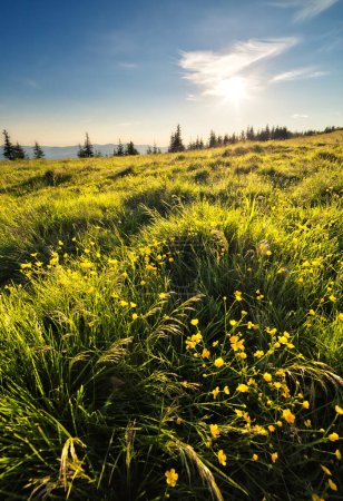 Photo for Morning view of the blooming field in the sunlight. Picturesque and gorgeous scene. Location place Carpathian, Ukraine, Europe. Artistic picture. Discover the world of beauty. - Royalty Free Image