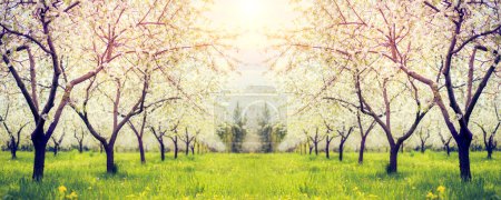 Téléchargez les photos : Fantastique verger de pommes est illuminé par la lumière du soleil. Arbre fruitier en avril. Scène pittoresque et magnifique. Lieu de localisation Ukraine, Europe. Le monde de beauté. Filtre doux brillant. Effet tonifiant Instagram. - en image libre de droit