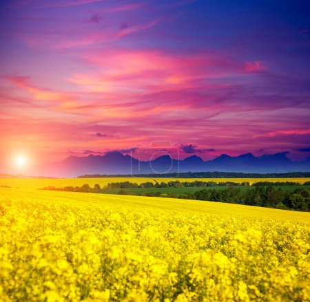 Photo for Magnificent views of the endless canola field in sunlight. Dramatic and gorgeous morning scene. Location place Ukraine, Europe. Artistic picture. Beauty world. - Royalty Free Image