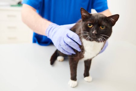 Foto de Cuidado de mascotas en clínica veterinaria. Veterinario Examen de gato - Imagen libre de derechos
