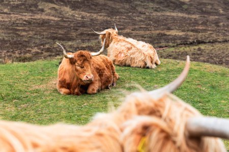Téléchargez les photos : Portrait de bétail des Highlands par une journée lunaire avec des nuages sur le ciel et d'autres vaches sur le terrain en arrière-plan - Animaux et concepts de la nature en Écosse - en image libre de droit