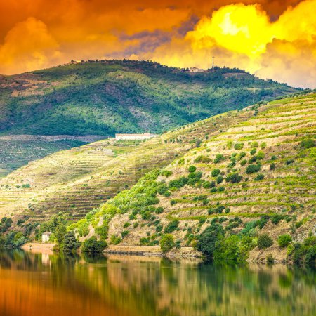 Téléchargez les photos : Voyagez dans la région du fleuve Douro au Portugal parmi les vignobles et les oliveraies. Viticulture dans les villages portugais au lever du soleil - en image libre de droit