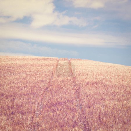 Foto de Campos de trigo en las colinas de Sicilia, Efecto Instagram - Imagen libre de derechos