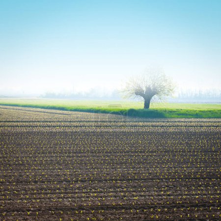 Téléchargez les photos : Morning Mist on the Fields in the Piedmont, Italie, Instagram Effet - en image libre de droit