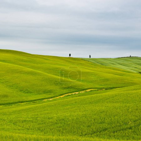 Téléchargez les photos : Vertes prairies en pente de la Toscane - en image libre de droit