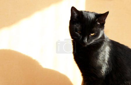 Foto de Retrato de un lindo gato negro bajo el rayo de luz solar - Imagen libre de derechos