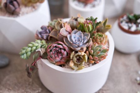 pots with groups of houseplants on concrete table - Echeveria and Pachyveria opalina Succulents.