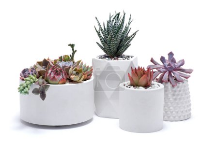 pots with groups of houseplants on white background - Echeveria and Pachyveria opalina Succulents.