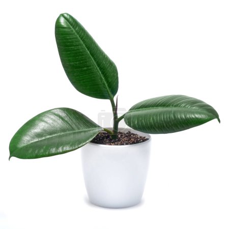 Potted Ficus elastica house plant in a pot isolated on white background.