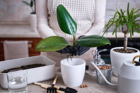 Woman planting Ficus elastica Rooted cutting at home.