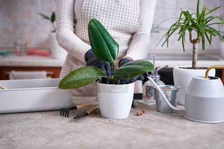 Woman planting Ficus elastica Rooted cutting at home.
