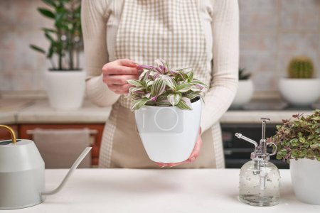 woman holding tradescantia pink clone potted plant indoors.