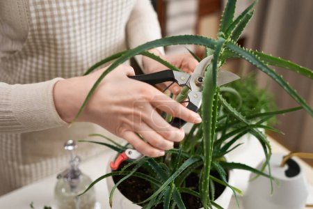 Woman cutting Potted aloe House plant with a secateurs.