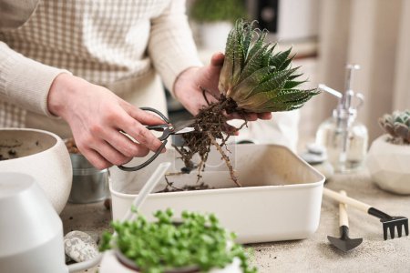 Woman cutting Aloe Aristata house plant roots before planting.