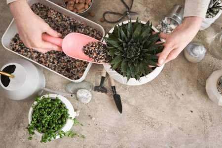 Woman adding soil to pot with Aloe Aristata house plant planted.