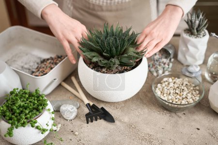 Woman holding Aloe Aristata house plant with roots for replanting.