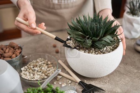 Woman adding soil to pot with Aloe Aristata house plant planted.