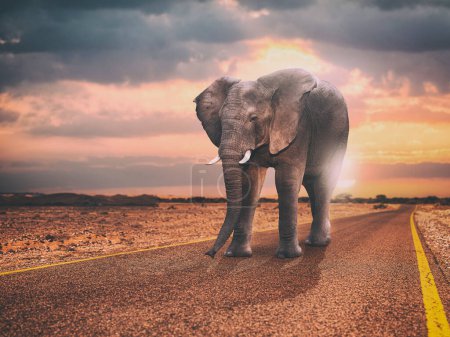 lonely elephant walks on an asphalt road at sunset. Poster 620394208