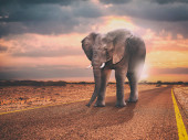 lonely elephant walks on an asphalt road at sunset. Poster #620394208