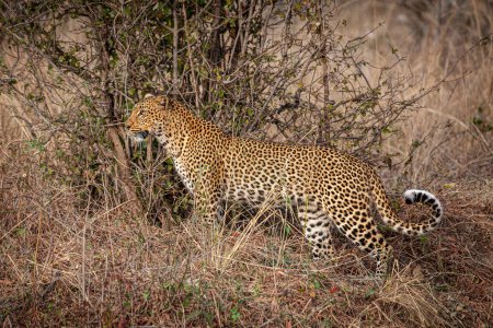 Photo for African leopard in the savannah - Royalty Free Image