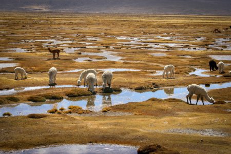 Téléchargez les photos : Arrosage de lamas sur un plateau péruvien - en image libre de droit