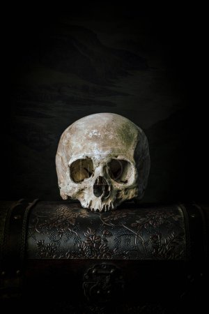 Téléchargez les photos : Crâne sur vieux tronc fond sombre - en image libre de droit