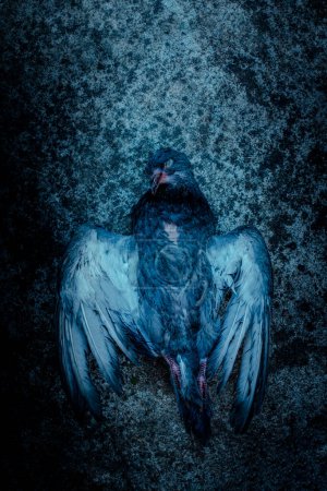 Téléchargez les photos : Pigeon mort sur fond métallique - en image libre de droit