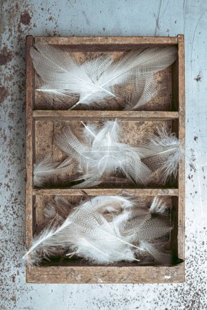 Foto de Caja con estantes y plumas blancas sobre fondo metálico - Imagen libre de derechos