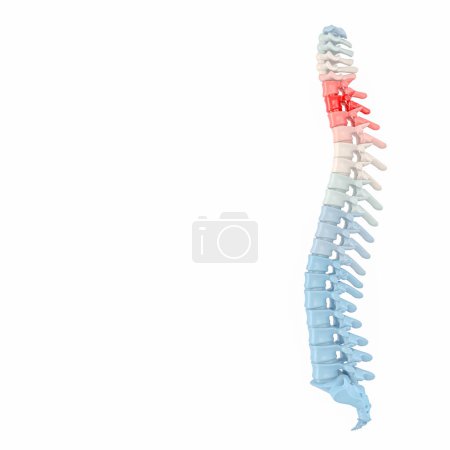 columna vertebral de renderizado 3d con vértebras coloridas