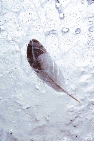 Foto de Pluma de ave atascada en el fondo de hielo - Imagen libre de derechos
